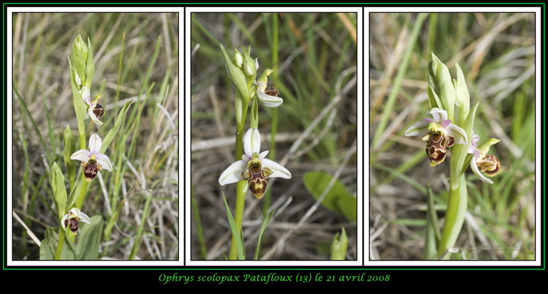 Ophrys scolopax ( Ophrys bécasse ) 14-03v11