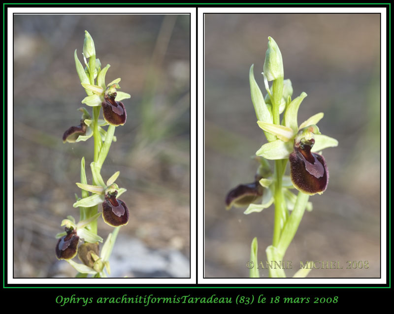 Ophrys exaltata arachnitiformis ( O. en forme d'araignée ) 14-2vu10
