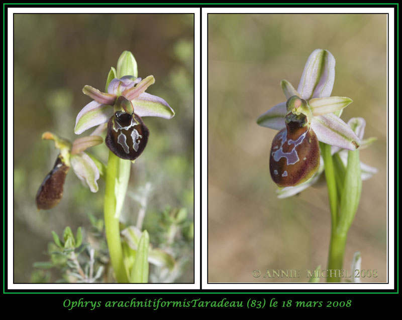 Ophrys exaltata arachnitiformis ( O. en forme d'araignée ) 15-2vu10