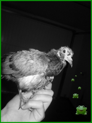 Mon pigeon Charle11