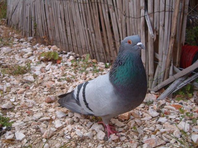 Mon pigeon Charle12