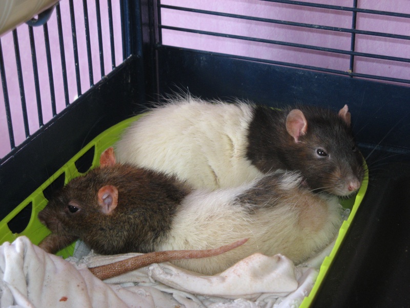 Mes ratafias 00222