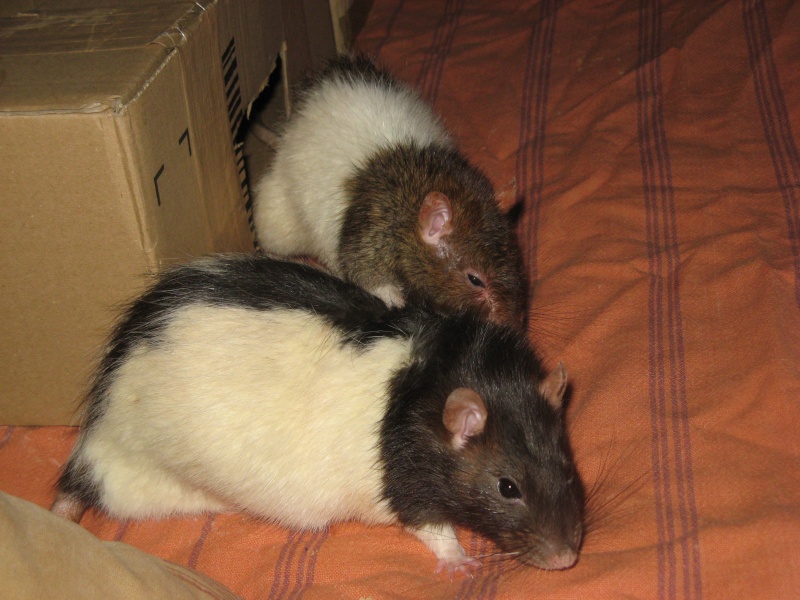 Mes ratafias 04011