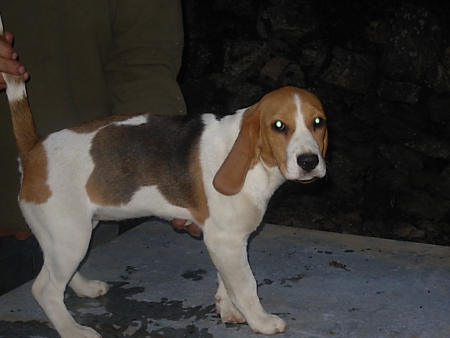 chiots beagles L.O.F Dscn0010