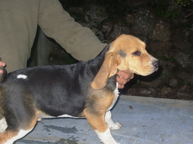 chiots beagles L.O.F Dscn0011