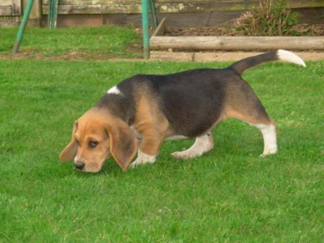 chiots beagles L.O.F Dscn0018