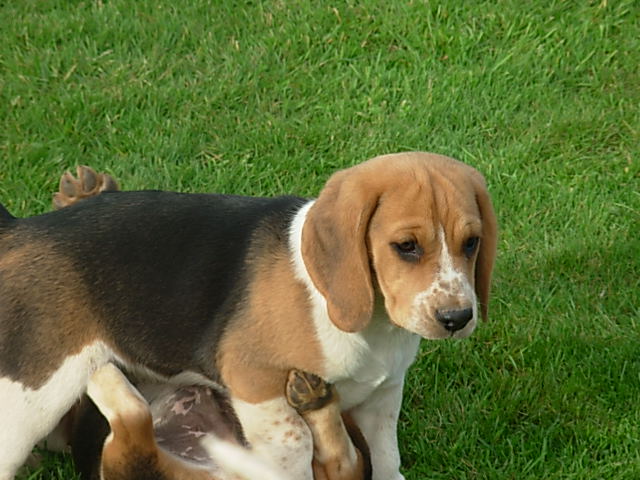 chiots beagles L.O.F Dscn0019
