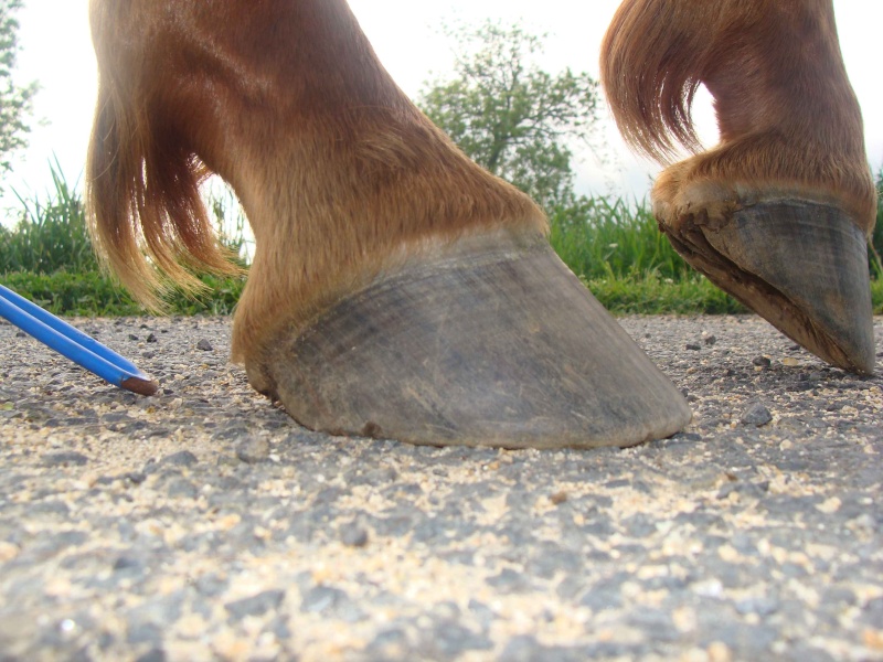 Pieds D'oclay Dsc00523