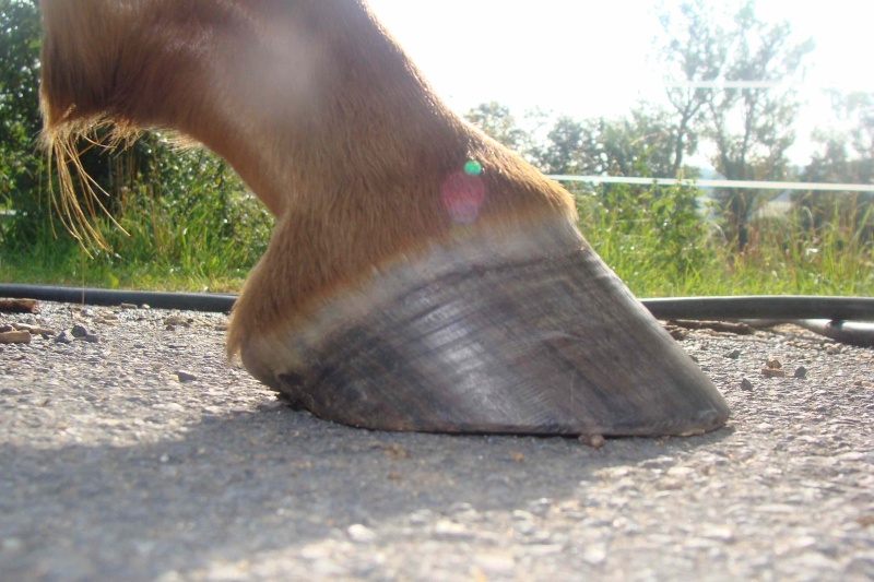 Pieds D'oclay Dsc01318