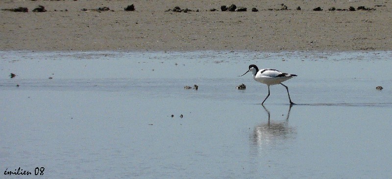 Photos d'hier Avocet11