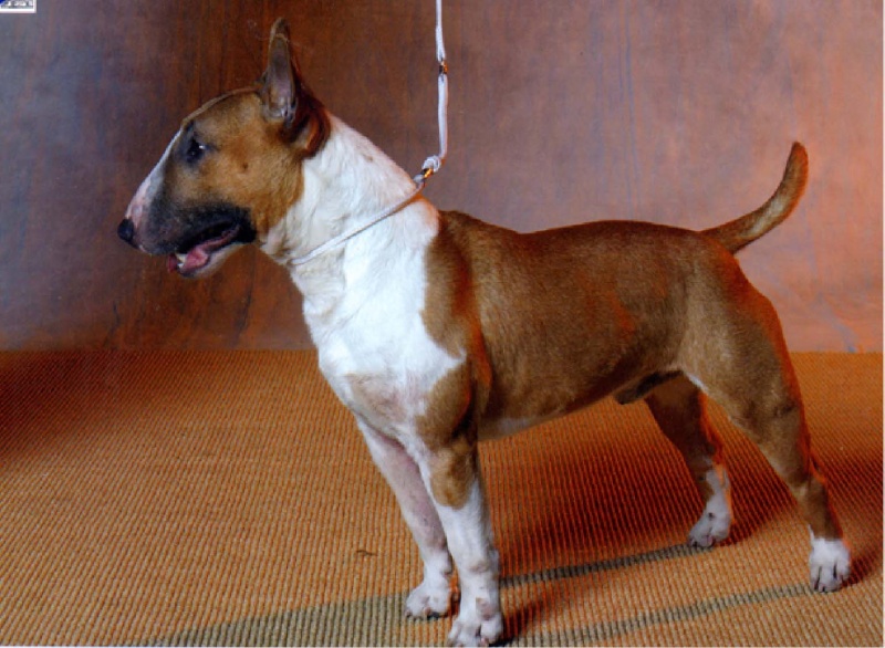 the miniature bull terrier club of america The_pr10