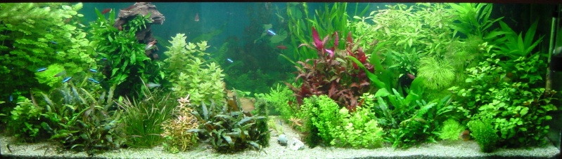 Cohabitation plantes gazonnantes et corys, lorys, crevettes Dsc05112