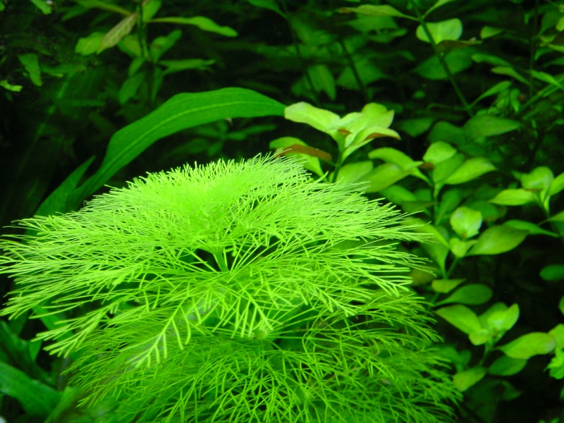 Cohabitation plantes gazonnantes et corys, lorys, crevettes Dsc05216