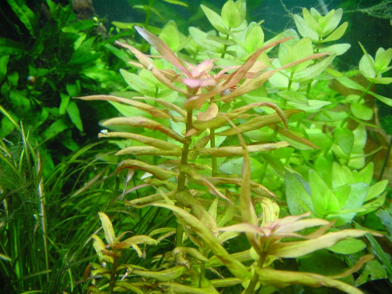 Cohabitation plantes gazonnantes et corys, lorys, crevettes Dsc05320