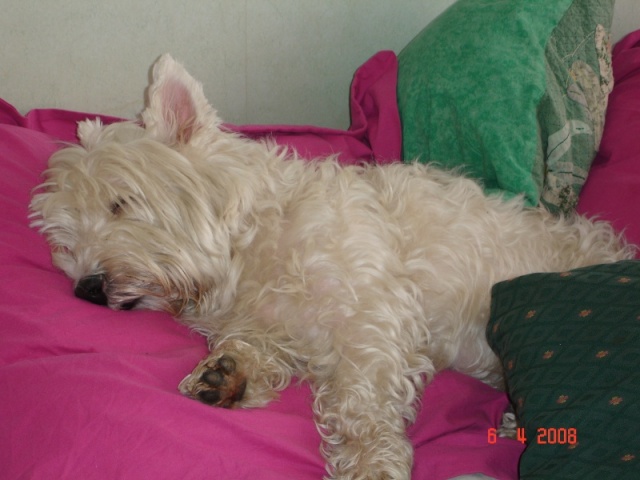 PANDORE - type westie - mâle - 9 ans - Hauts-de-Seine - Page 2 Dsc01010