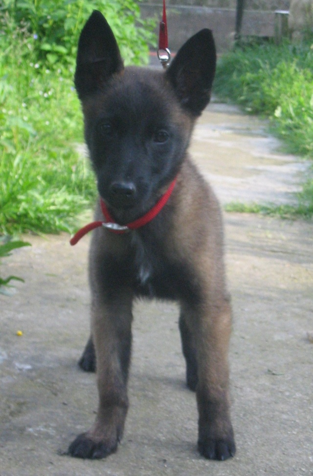 DAKOTA DE KARYSHA (malinois) Dakota15