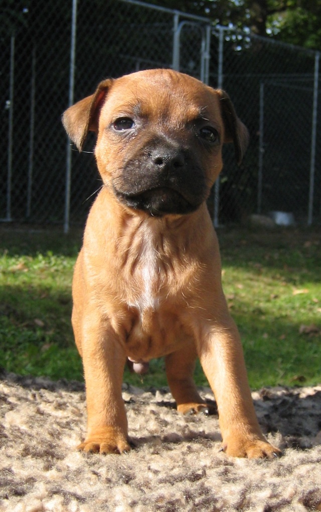 CHIOTS STAFFIES NES LE 29 AOUT 2008 Devil_10