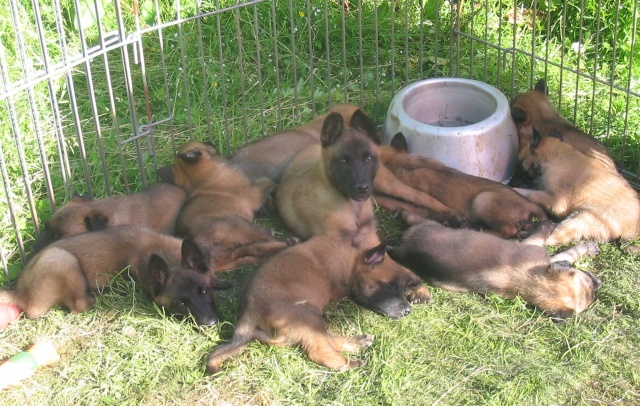 DAKOTA DE KARYSHA (malinois) Farnie10