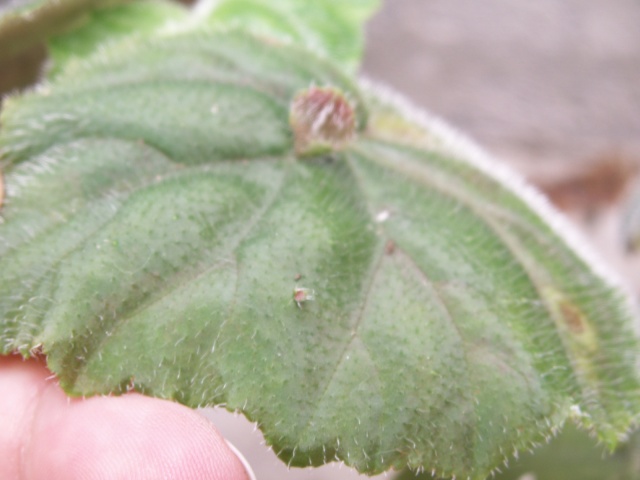 begonia Hispida Cuculifera Pict0227