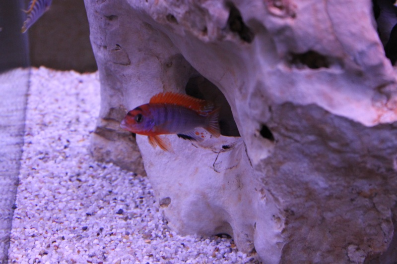 Petite fiche sur les labidochromis Aquari13