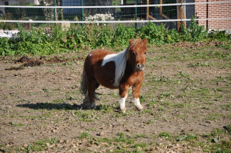 Et voici mon ptit dernier !!  Dsc_0020