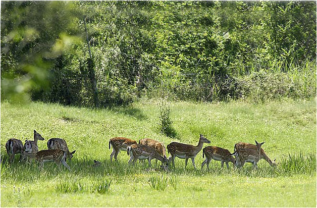 Déjeuner sur l'herbe _dsc1013