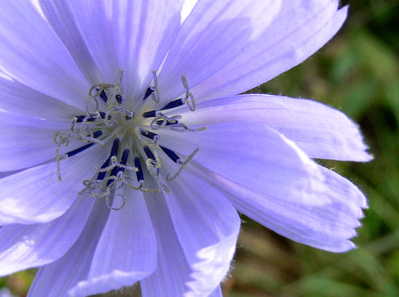 Fleurs ... tout simplement - Page 11 20080911