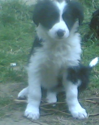 5 chiots femelles type borders collies (59/62) 27062010