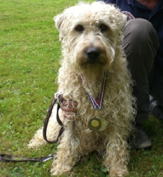 est ce que quelqu'un a un irish soft coated wheaten terrier Sans_t10