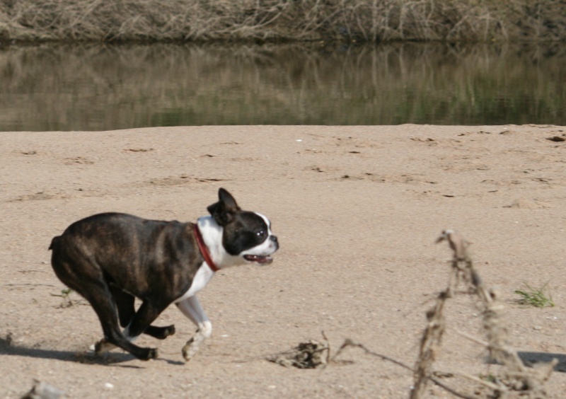 Une boston terrier : EXFAN DES SIXTIES DU GRAND FRESNOY Avril211