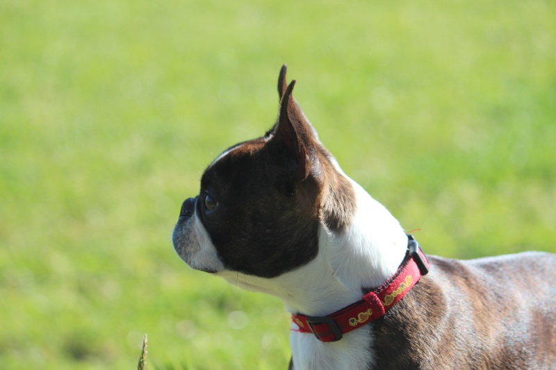 Une boston terrier : EXFAN DES SIXTIES DU GRAND FRESNOY - Page 2 Img_1714