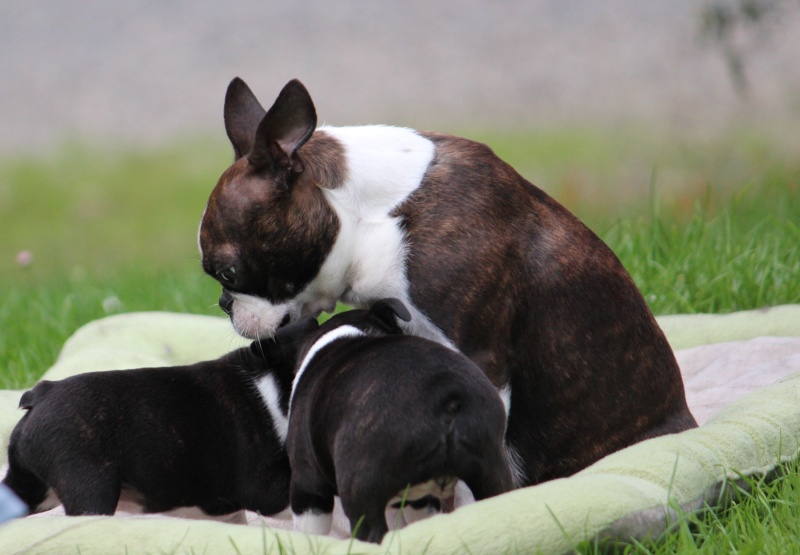 Une boston terrier : EXFAN DES SIXTIES DU GRAND FRESNOY - Page 2 Img_3114