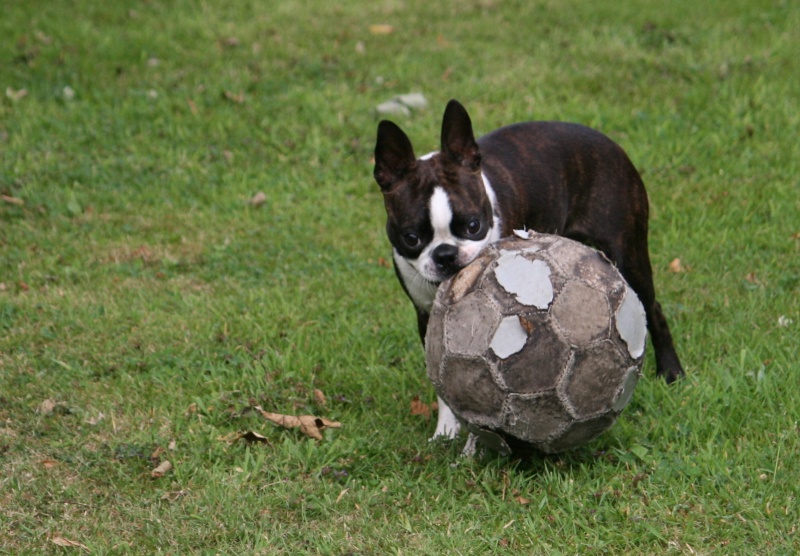 chiens - Vous êtes détenteurs de chiens de moins de 10kg ? Juille21