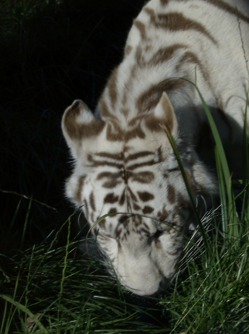 mon PARADIS le ZOO d'AMNEVILLE Hpim4624