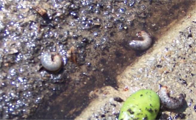 larves de paysandisia dans crassula 2219_k10