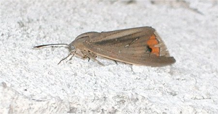 larves de paysandisia dans crassula 740810