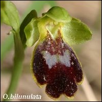 Tous les Ophrys de France - Page 2 Bilunu10