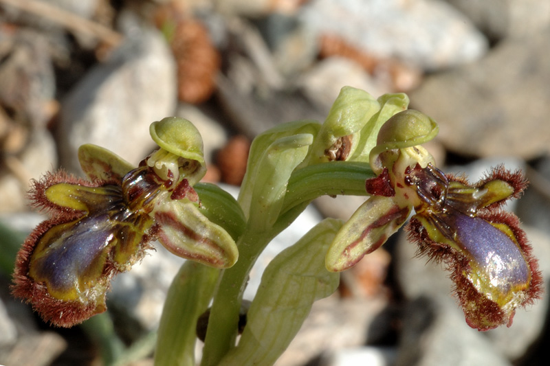 Ophrys speculum( Ophrys miroir ) Ciliat12