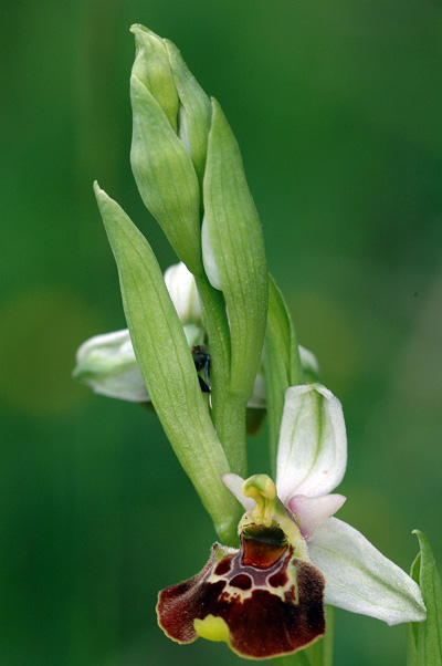 Ophrys pseudoscolopax ( Ophrys fausse bécasse ) Drome_22