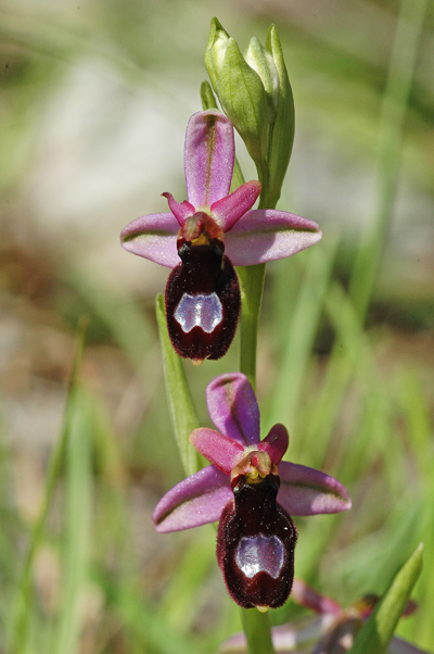 Ophrys bertolonii saratoi ( O. drumana ) Drome_33