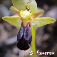 Tous les Ophrys de France - Page 2 Funere11