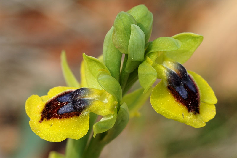 Ophrys (Pseudophrys) lutea ( Ophrys jaune ) Lutea-10