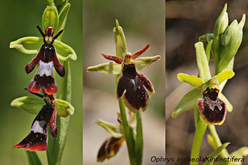 Quelques hybrides de la Drôme (et juste à côté) Ophrys36