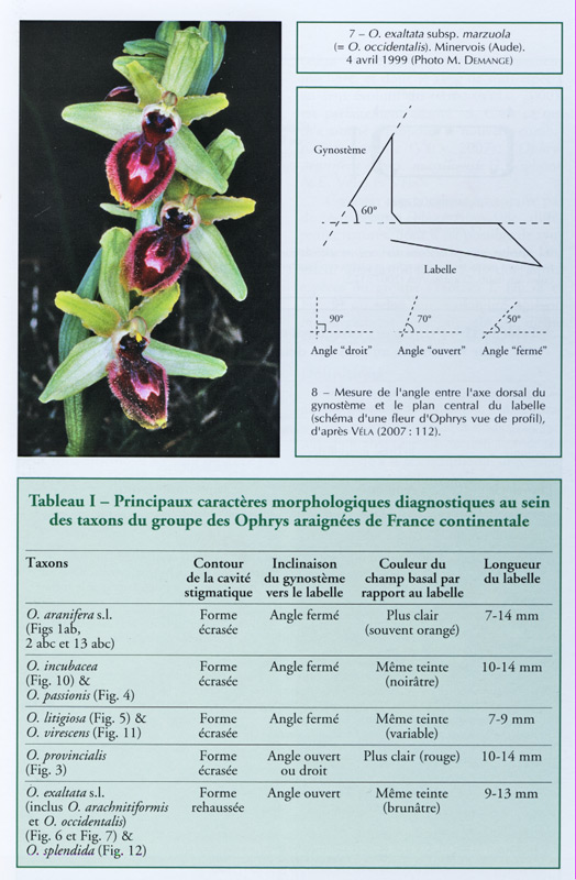 Ophrys araignées et taxonomie intégratrice ; Errol VELA Precoc10
