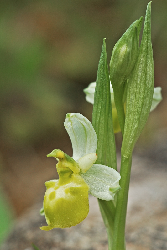 Ophrys fuciflora hypochrome Pseudo10