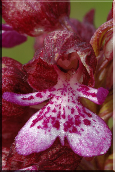 Orchis purpurea ( Orchis pourpre ) Purpur10