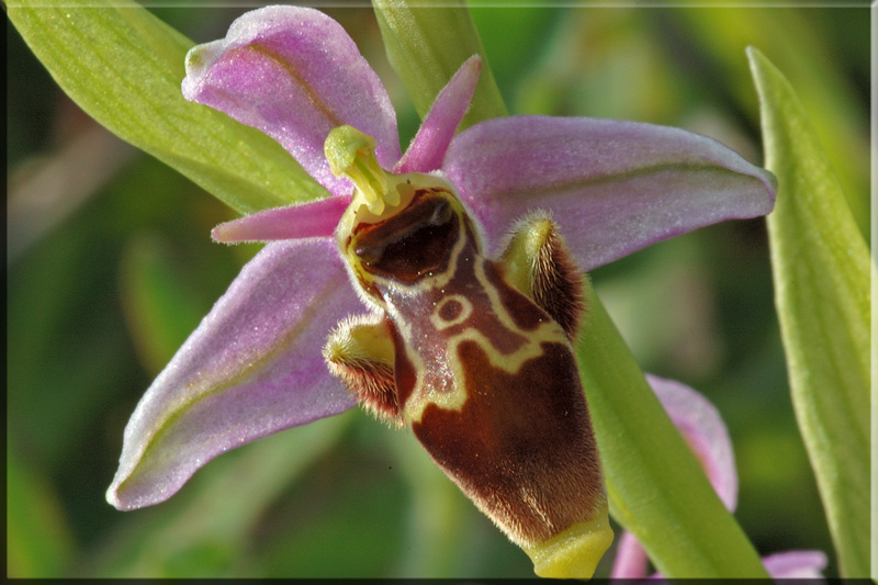 Ophrys scolopax ( Ophrys bécasse ) Scolop11