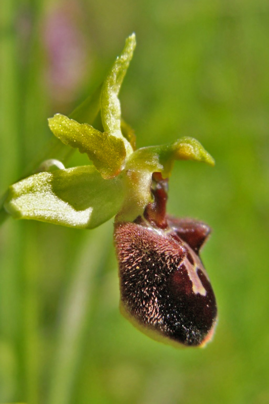 Ophrys aranifera Val_ar10