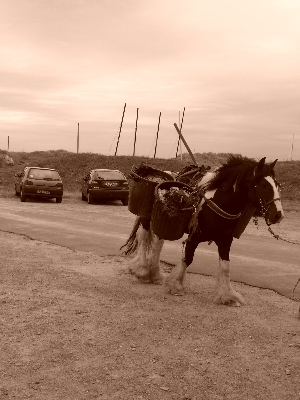 Un irlandais à la plage... P1020424