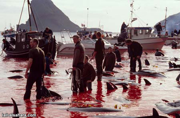 Protection des animaux: Massacre au Danemark contre les Calderons 311